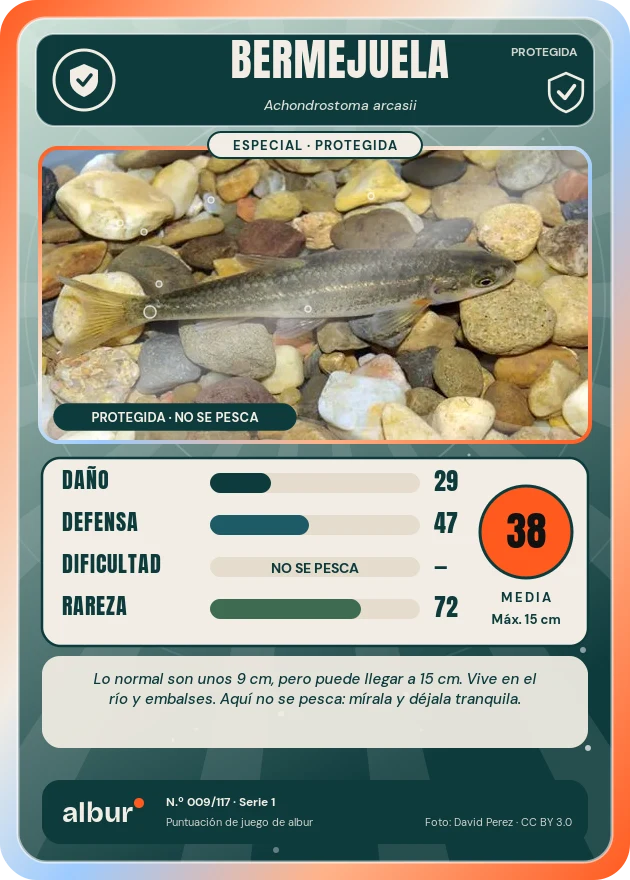 Carta de albur: Bermejuela (Achondrostoma arcasii)