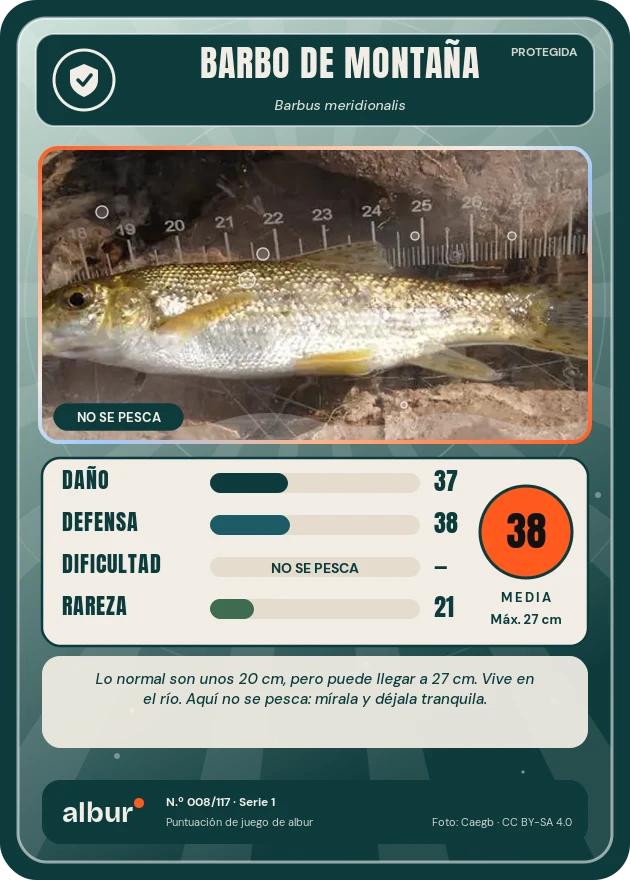 Carta de albur: Barbo de montaña