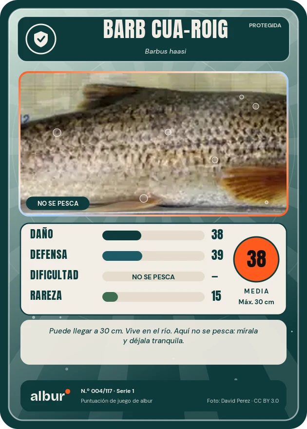 Carta de albur: Barb cua-roig