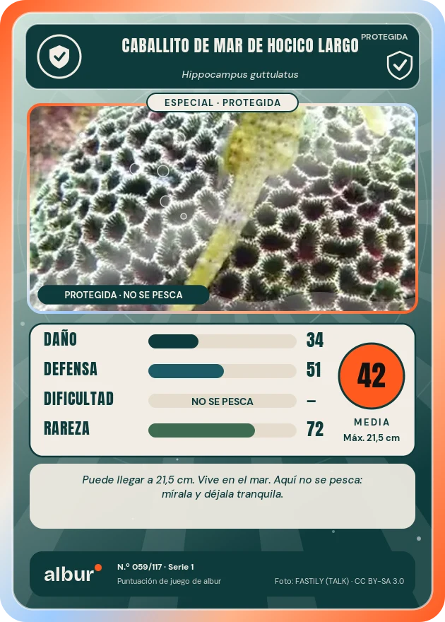 Carta de albur: Caballito de mar de hocico largo