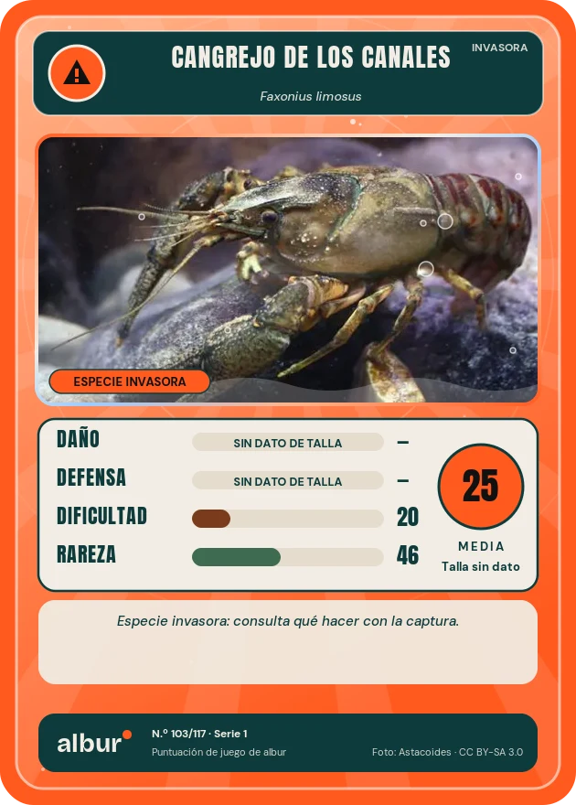 Carta de albur: Cangrejo de los canales (Faxonius limosus)