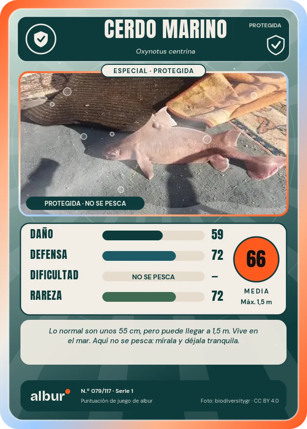Carta de albur: Cerdo marino (Oxynotus centrina)