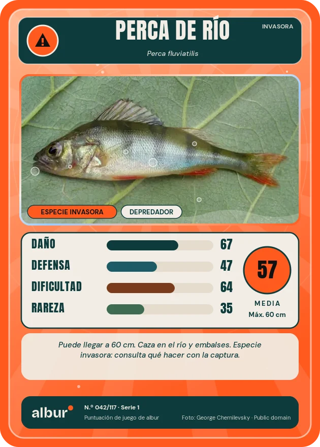 Carta de albur: Perca de río
