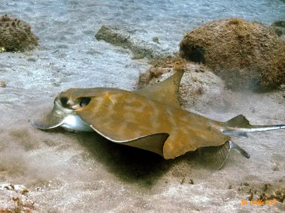 Raya toro (Aetomylaeus bovinus), vista dorsal