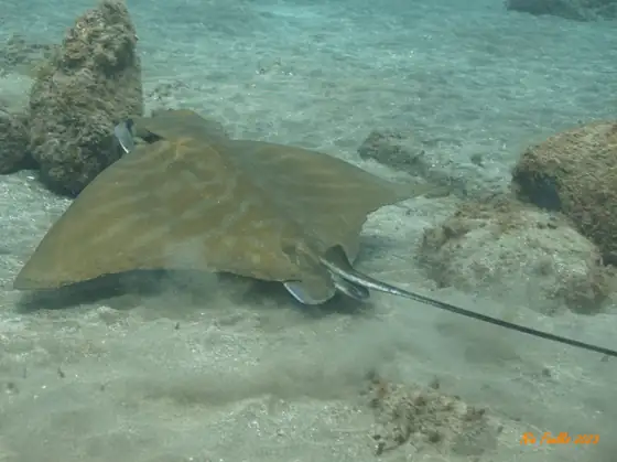 Raya toro (Aetomylaeus bovinus), vista dorsal
