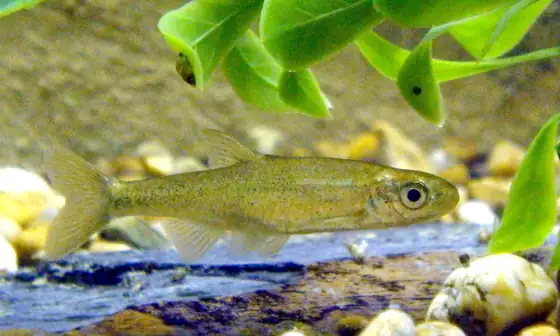 Jarabugo (Anaecypris hispanica)