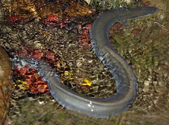Anguila (Anguilla anguilla), vista dorsal