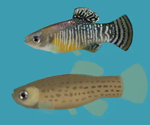 Fartet (Aphanius iberus), vista de perfil