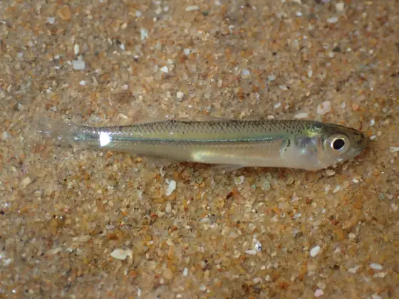 Pejerrey (Atherina boyeri), vista de perfil