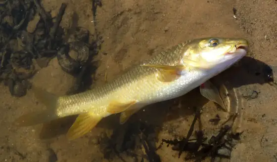 Barbo de montaña (Barbus meridionalis)