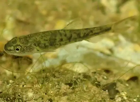 Barbo de montaña (Barbus meridionalis), vista de perfil