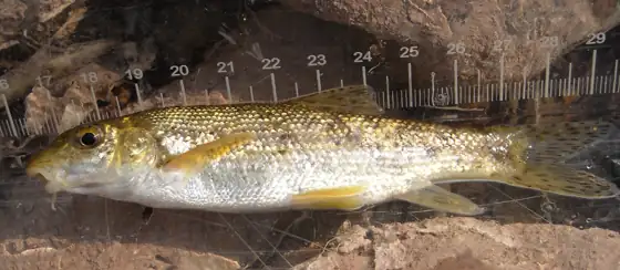 Barbo de montaña (Barbus meridionalis)