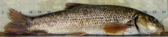 Barb cua-roig (Barbus haasi)