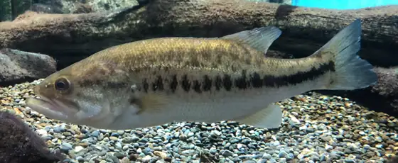 Black bass (Micropterus salmoides), vista de perfil
