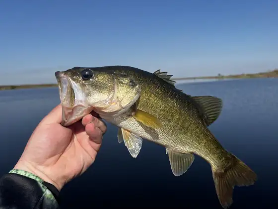 Black bass (Micropterus salmoides), vista de perfil