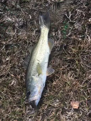 Black bass (Micropterus salmoides)