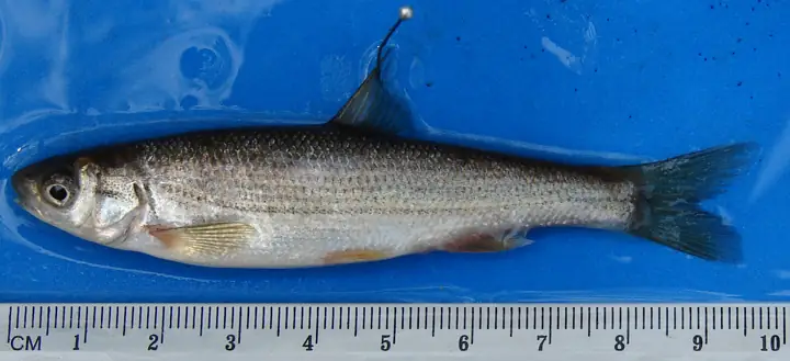 Boga de río (Pseudochondrostoma spp.)