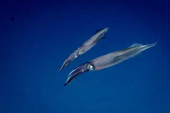 Calamar (Loligo vulgaris)