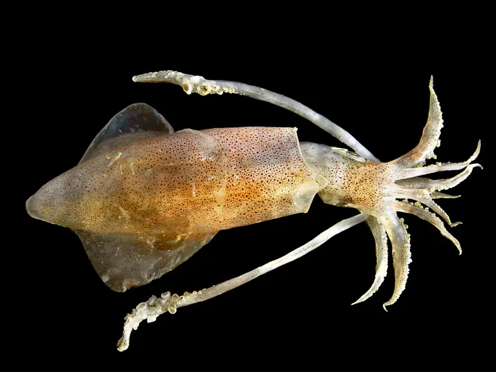 Calamar (Loligo vulgaris)