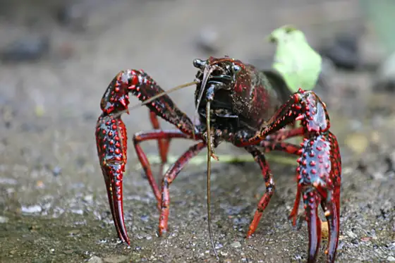 Cangrejo rojo (Procambarus clarkii)
