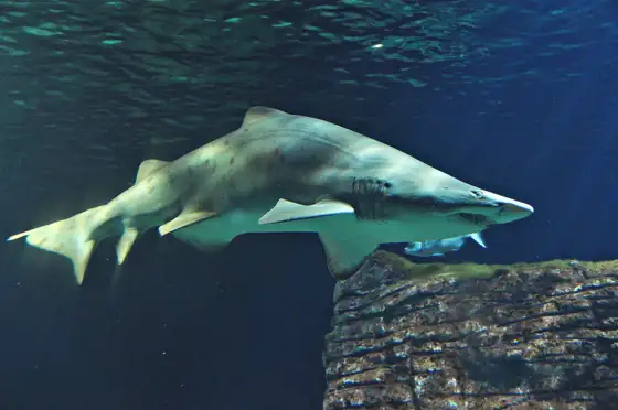 Tiburón toro (Carcharias taurus), vista de perfil