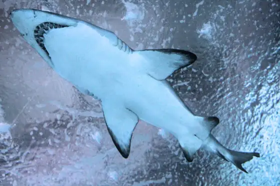 Tiburón toro (Carcharias taurus)