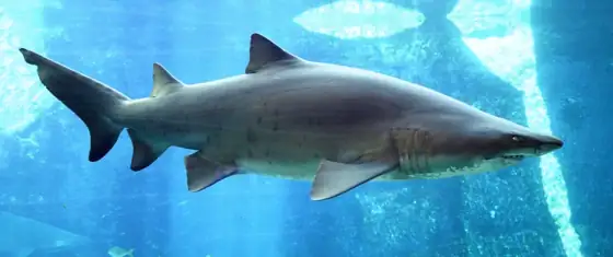 Tiburón toro (Carcharias taurus)