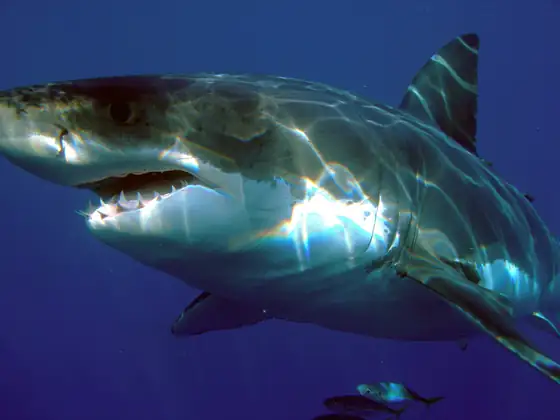 Tiburón blanco (Carcharodon carcharias)