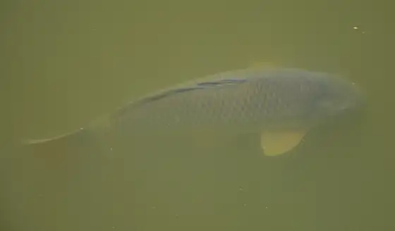 Carpa (Cyprinus carpio), vista de perfil