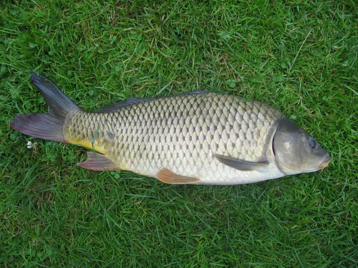 Carpa (Cyprinus carpio)