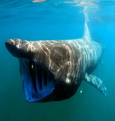 Tiburón peregrino (Cetorhinus maximus)