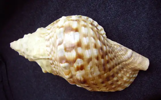 Caracola (Charonia lampas lampas)