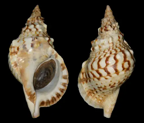 Caracola (Charonia lampas lampas)