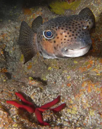 Tamboril espinoso (Chilomycterus atringa)