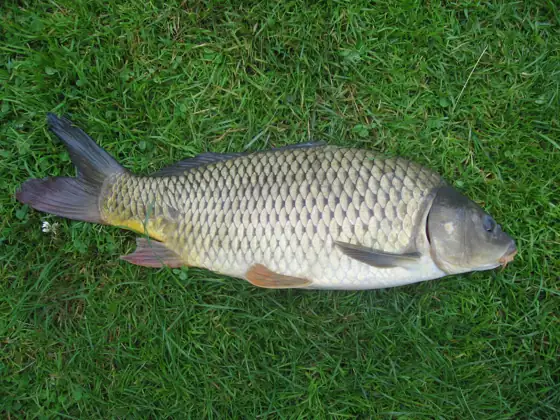 Ciprínidos (Cyprinidae)