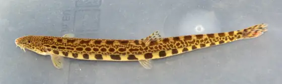 Lamprehuela (Cobitis calderoni)