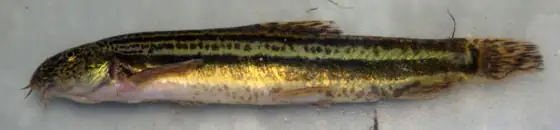 Colmilleja (Cobitis paludica), vista de perfil