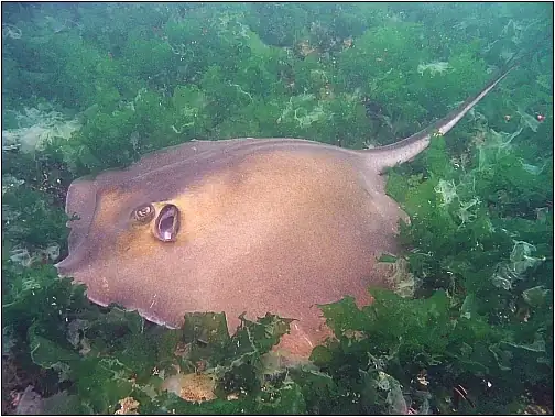 Pastinaca (Dasyatis pastinaca)