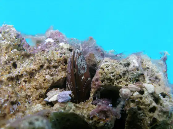 Dátil de mar (Lithophaga lithophaga)