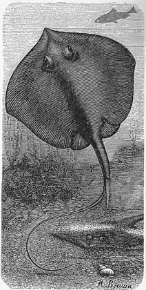 Noriega (Dipturus batis)