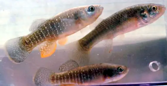 Fúndulo (Fundulus heteroclitus)