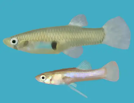 Gambusia (Gambusia holbrooki)