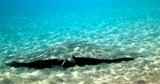 Raya mariposa (Gymnura altavela), vista dorsal
