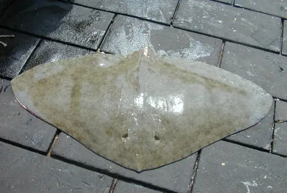 Raya mariposa (Gymnura altavela)
