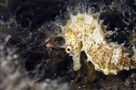 Caballito de mar de hocico largo (Hippocampus guttulatus), vista de perfil