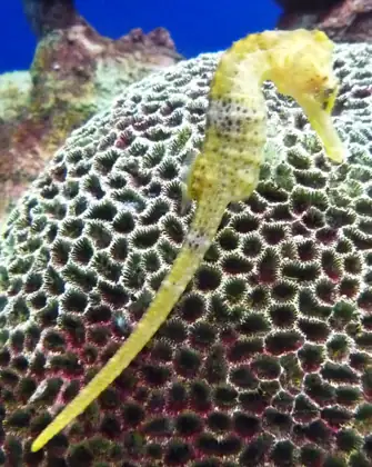 Caballito de mar de hocico largo (Hippocampus guttulatus)