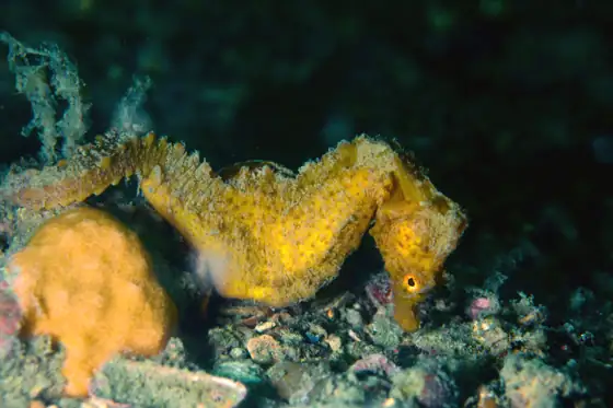 Caballito de mar (Hippocampus hippocampus), vista de perfil