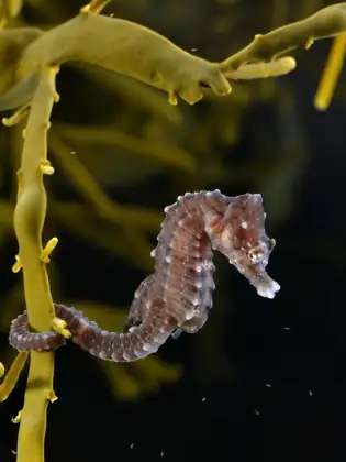 Caballito de mar (Hippocampus hippocampus)
