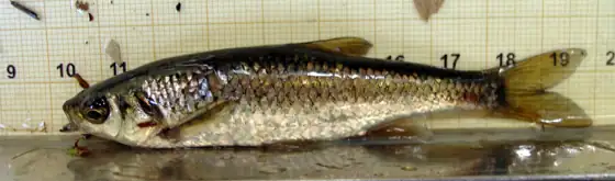 Calandino (Iberocypris alburnoides)