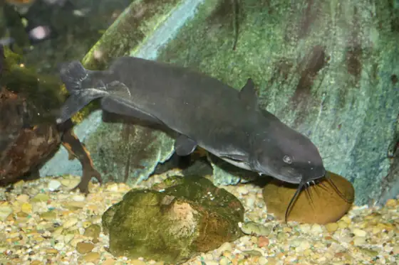 Pez gato punteado (Ictalurus punctatus), vista de perfil